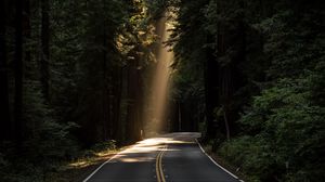 Preview wallpaper road, turn, sunlight, forest, trees