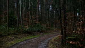 Preview wallpaper road, turn, trees, branches, forest, dark