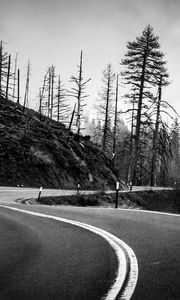 Preview wallpaper road, turn, trees, trunks, dark