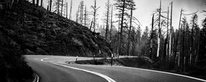Preview wallpaper road, turn, trees, trunks, dark