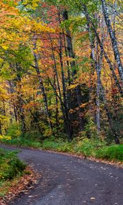 Preview wallpaper road, turn, trees, autumn, forest, nature