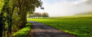 Preview wallpaper road, turn, trees, field, grass, morning