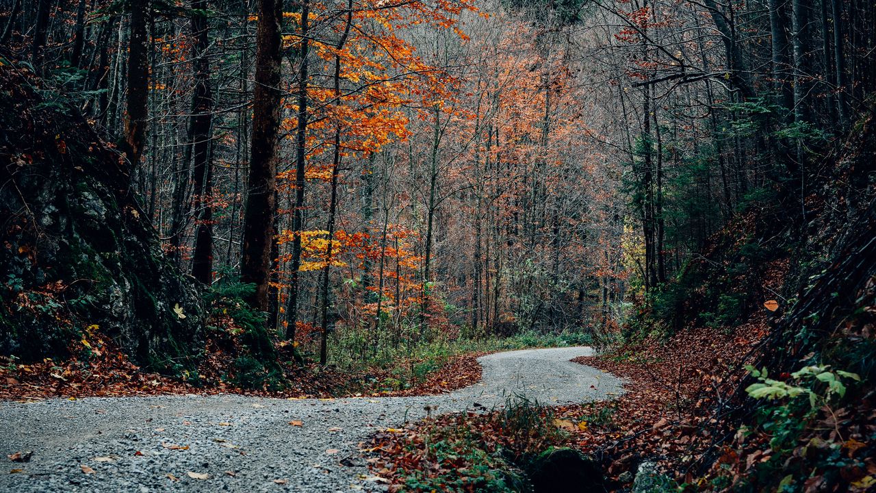 Wallpaper road, turn, trees, autumn