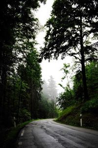Preview wallpaper road, turn, trees, fog