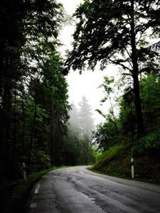 Preview wallpaper road, turn, trees, fog