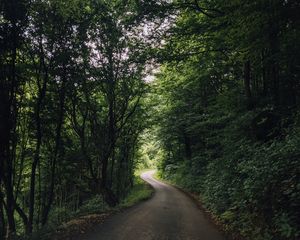 Preview wallpaper road, turn, trees, forest, nature, landscape