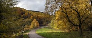 Preview wallpaper road, turn, trees, nature, forest