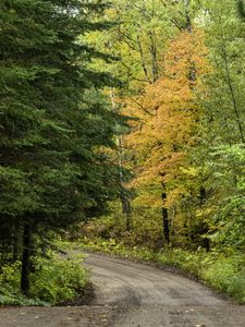 Preview wallpaper road, turn, trees, forest, autumn