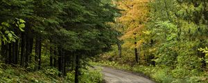 Preview wallpaper road, turn, trees, forest, autumn