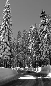 Preview wallpaper road, turn, trees, snow, winter, sunlight, black and white