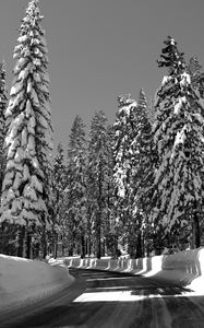 Preview wallpaper road, turn, trees, snow, winter, sunlight, black and white