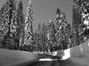 Preview wallpaper road, turn, trees, snow, winter, sunlight, black and white