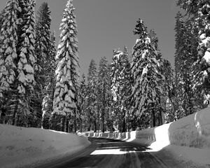 Preview wallpaper road, turn, trees, snow, winter, sunlight, black and white