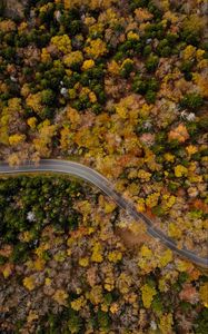 Preview wallpaper road, winding, aerial view, trees, treetops