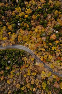 Preview wallpaper road, winding, aerial view, trees, treetops