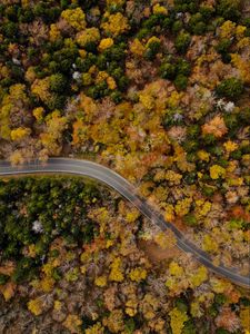 Preview wallpaper road, winding, aerial view, trees, treetops