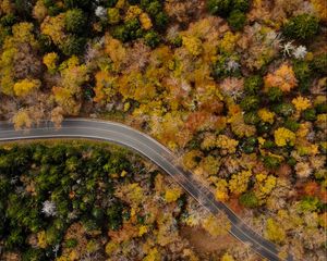 Preview wallpaper road, winding, aerial view, trees, treetops