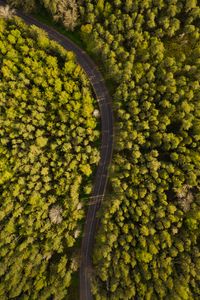 Preview wallpaper road, winding, aerial view, forest