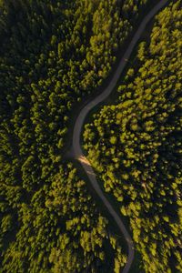 Preview wallpaper road, winding, aerial view, forest, trees