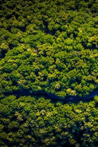 Preview wallpaper road, winding, aerial view, trees, forest