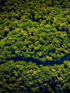 Preview wallpaper road, winding, aerial view, trees, forest