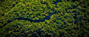 Preview wallpaper road, winding, aerial view, trees, forest