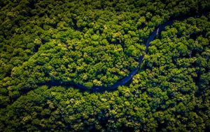 Preview wallpaper road, winding, aerial view, trees, forest