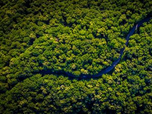 Preview wallpaper road, winding, aerial view, trees, forest