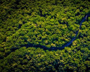 Preview wallpaper road, winding, aerial view, trees, forest