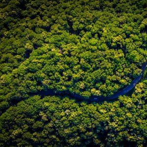 Preview wallpaper road, winding, aerial view, trees, forest