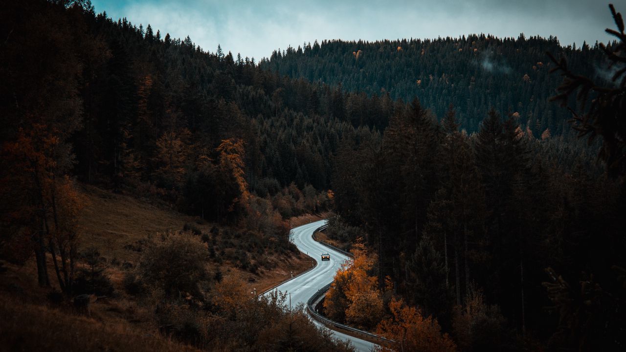 Wallpaper road, winding, forest, trees