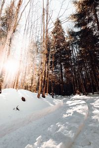 Preview wallpaper road, winter, snow, pines