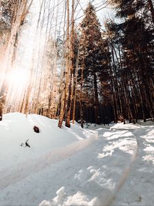 Preview wallpaper road, winter, snow, pines