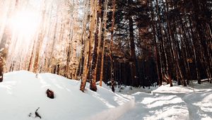 Preview wallpaper road, winter, snow, pines