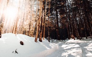 Preview wallpaper road, winter, snow, pines