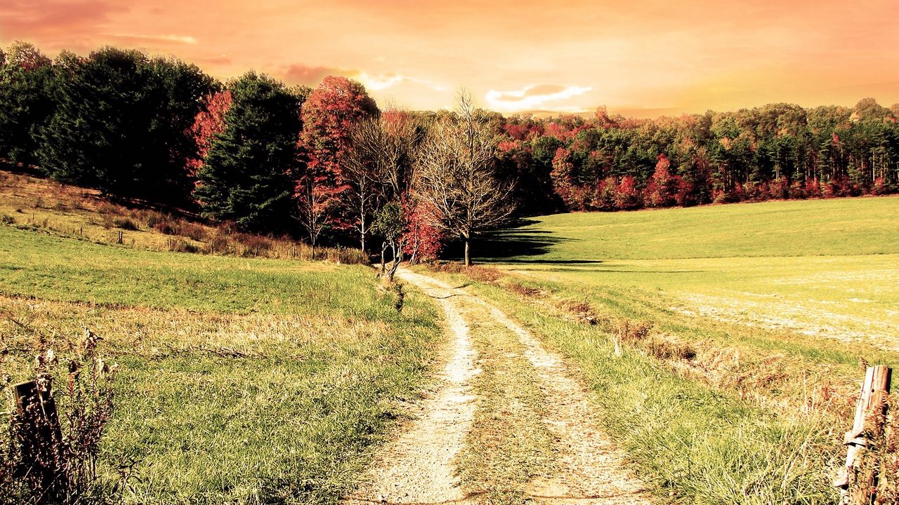 Wallpaper road, wood, field, trees, autumn, colors