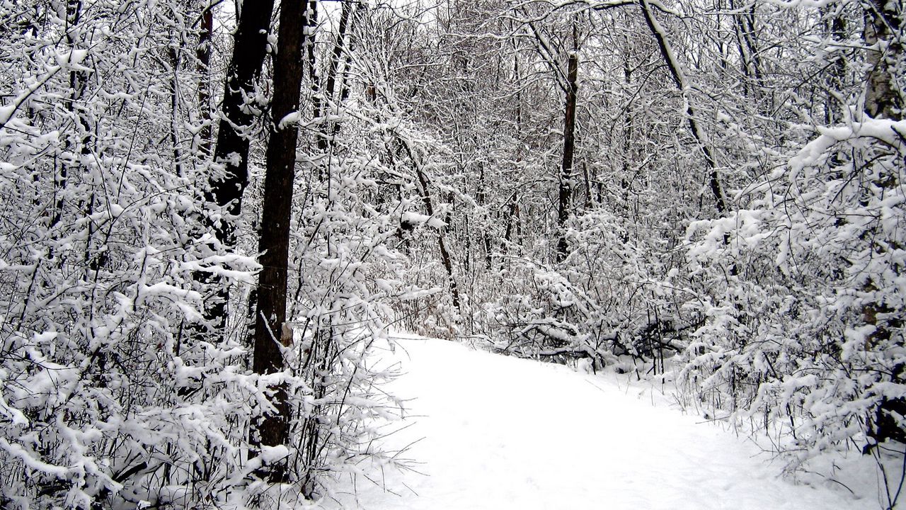 Wallpaper road, wood, snow, winter
