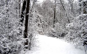 Preview wallpaper road, wood, snow, winter