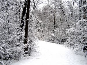 Preview wallpaper road, wood, snow, winter