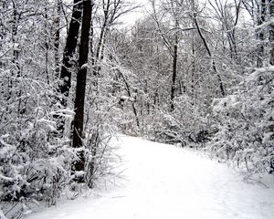 Preview wallpaper road, wood, snow, winter