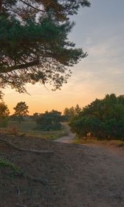 Preview wallpaper road, wood, trees, field