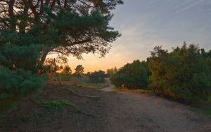 Preview wallpaper road, wood, trees, field