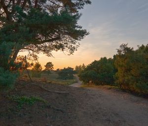 Preview wallpaper road, wood, trees, field