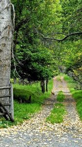 Preview wallpaper road, wood, trees, lanterns, leaves