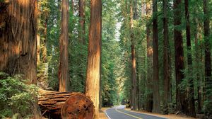Preview wallpaper road, wood, trees, cutting down, asphalt, century, mighty