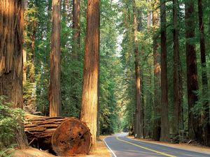 Preview wallpaper road, wood, trees, cutting down, asphalt, century, mighty