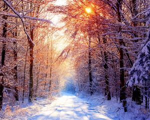 Preview wallpaper road, wood, trees, snow, winter, avenue, sun, light, beams