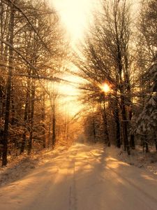 Preview wallpaper road, wood, winter, snow, trees, sunlight, beams, shades