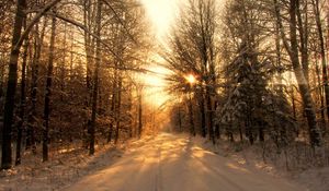 Preview wallpaper road, wood, winter, snow, trees, sunlight, beams, shades