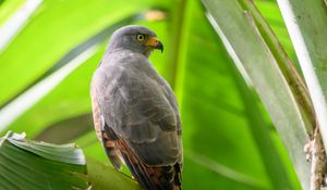 Preview wallpaper roadside hawk, hawk, bird, predator
